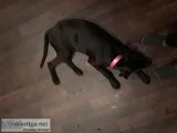 Raven is looking for a forever home