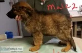 AKC registered German shepherd