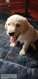 Selling pups for loving homes