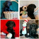 ACA Black Lab puppies
