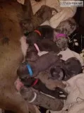 Merle bully pups pet priced