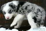 Miniature Australian Shepherd and Border Collie Cross Puppies