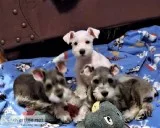 Miniture Schnauzer Puppys