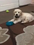 I need to re-home my golden retriever pup