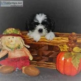 CKC Female Shih tzu