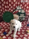 Non- Allergenic Bichon Shih Tzu Puppies