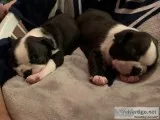 Boston terrier puppies