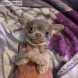 Chocolate And Lilac Tan Chihuahuas