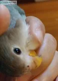 Lovebird baby