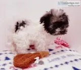 AKC Havanese