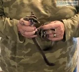 2- Sugar Glider joeys