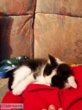 Male munchkin kitten