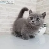 British shorthair kittens for sale near meBritish shorthair kitt