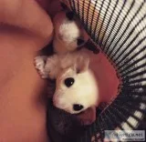 3 male Sugar gliders