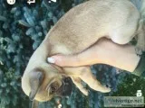 Teacup chihuahua puppy