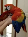 Baby Scarlet Macaw