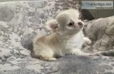 Kc Registered Long-coated Chihuahua Puppies