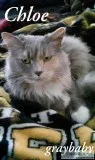 Gray Maine Coon Missing