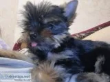 Yorkie