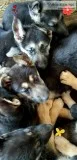 Purebred German Shepherd puppies