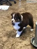 Australian Shepherd Puppies