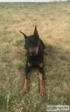 Adult Doberman Obedience Trained