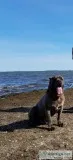 Cane corso pups