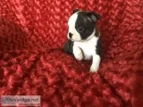 Boston Terrier Puppies