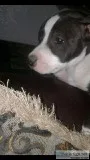 Colby pits