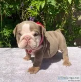 English bulldogs