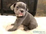 Lilac French Bulldog