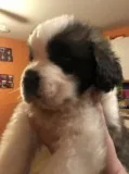 Female black and white saint bernard