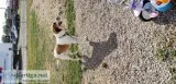 Redtick hound