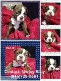 Boston terrier puppies