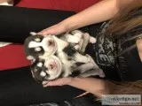 Siberian Malamute