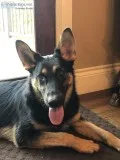 German Shepherd Females AKC Exceptional Bloodlines