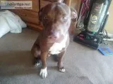 Red nose pitbull