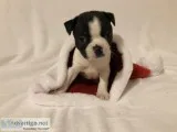 Boston Terrier Puppies