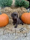 AKC Registered Labs