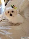 Maltese puppies