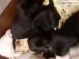 AKC labrador puppies