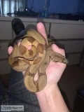Hypo salmon boa constrictor W cage heat lamp an heat pad
