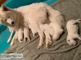 Samoyed puppies