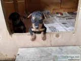 AKC Airedale Terrier Pups