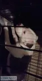 Pitbull females
