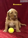Labradoodle Puppy
