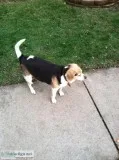 Dog Sitting MyHome or Yours