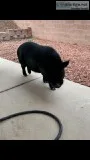 Male potbelly pig.  Not neutered