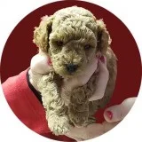 AKC Miniature Poodle Pups Championship Bloodlines