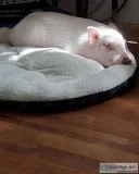 Micro pig